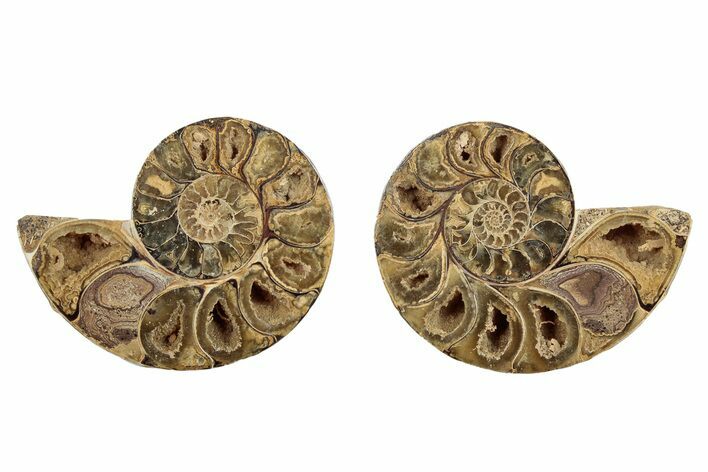 Jurassic Cut & Polished Ammonite Fossil - Madagascar #289306